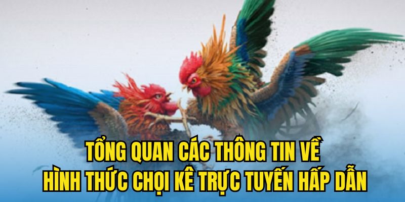 Tổng quan các thông tin về hình thức chọi kê trực tuyến hấp dẫn