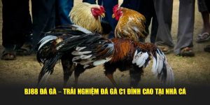 trải nghiệm bj88 đá gà cùng nhà cái uy tín