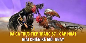 xem đá gà trực tiếp trang 67 cùng nha cai uy tin nhat