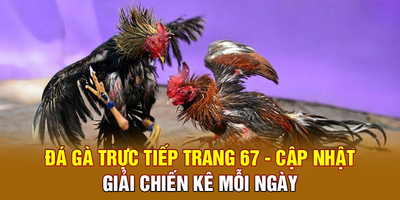 xem đá gà trực tiếp trang 67 cùng nha cai uy tin nhat
