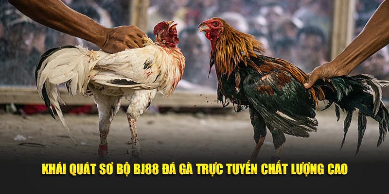 Khái quát sơ bộ BJ88 đá gà trực tuyến chất lượng cao