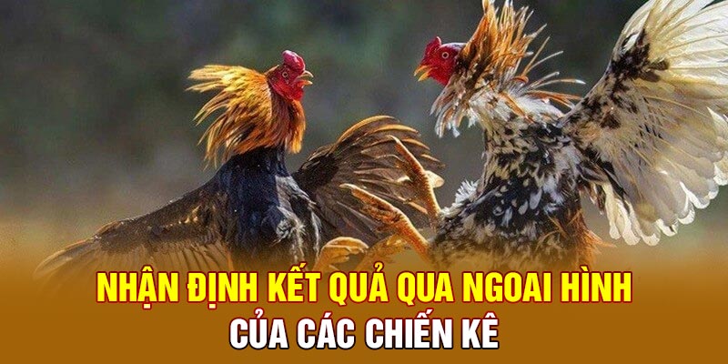 Nhận định kết quả qua ngoại hình của các chiến kê 